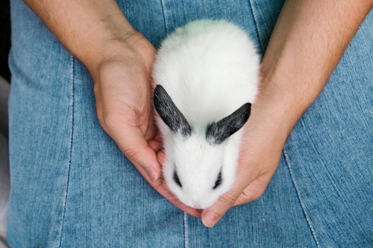 hands holding a rabbit