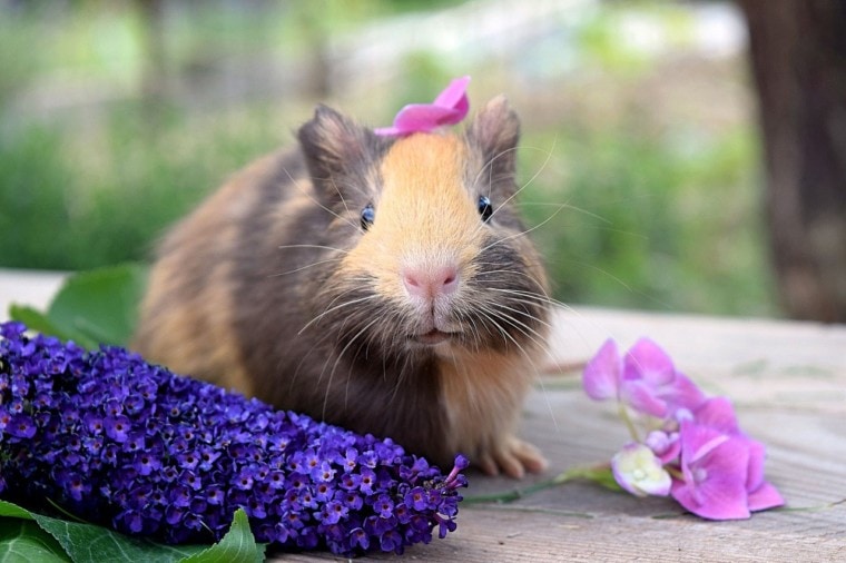 happy guinea pig