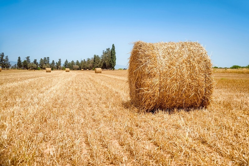 7 Tips for Growing Quality Hay