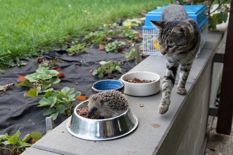 hedgehog eating cat food