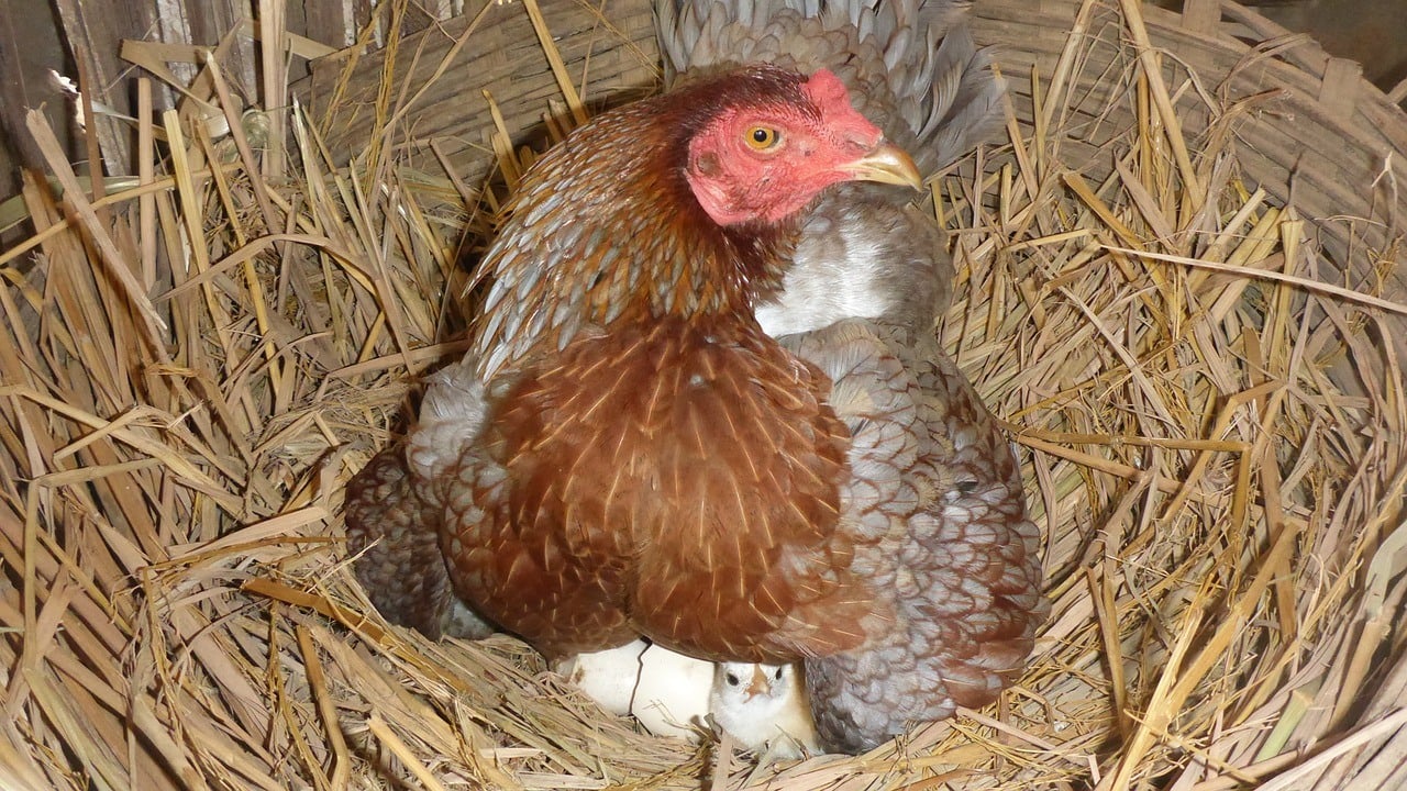 hen hatching egg