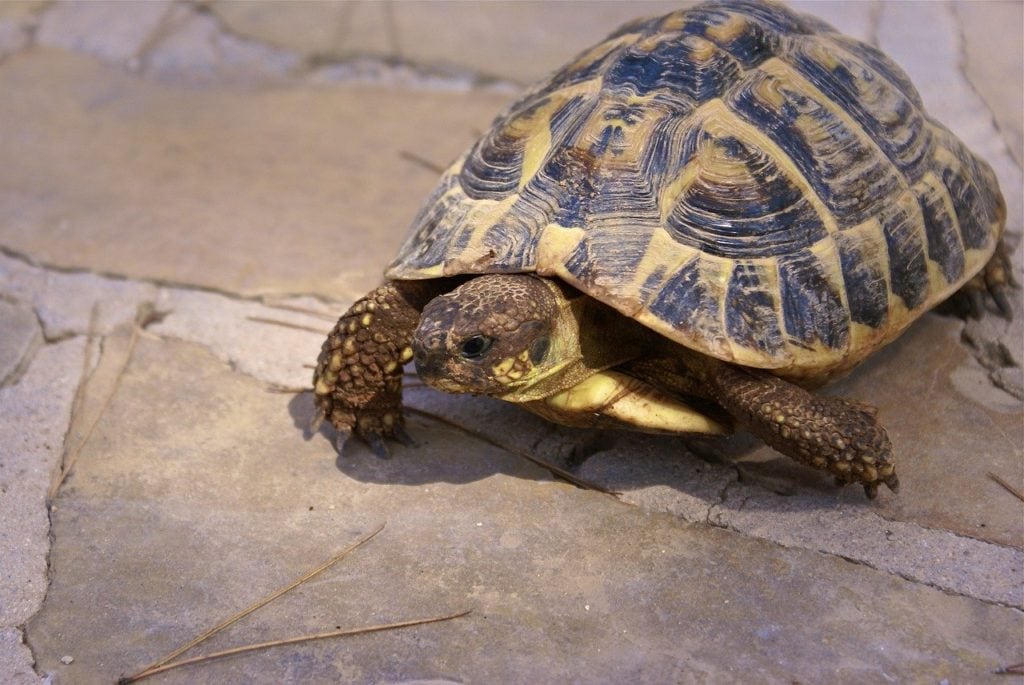 hermann's tortoise