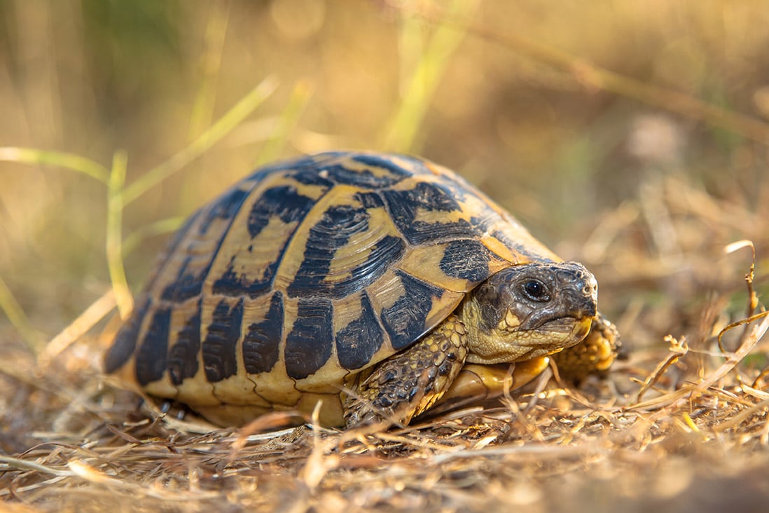 8 Types of Turtle Species That Make Great Pets (With Pictures) | Pet Keen