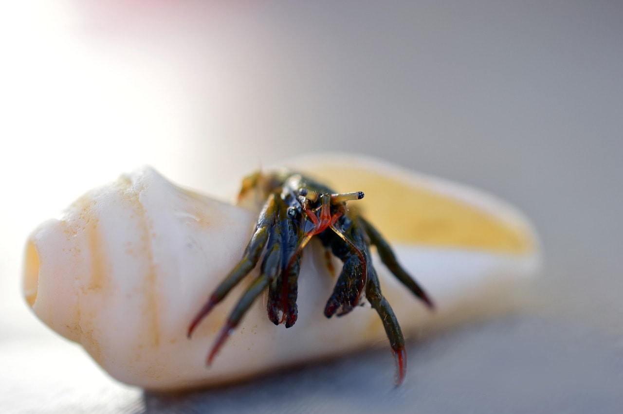 Do Hermit Crabs Make Good Pets  An Honest Answer  Pet Keen