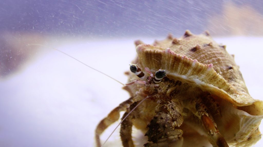 hermit crab inside tank