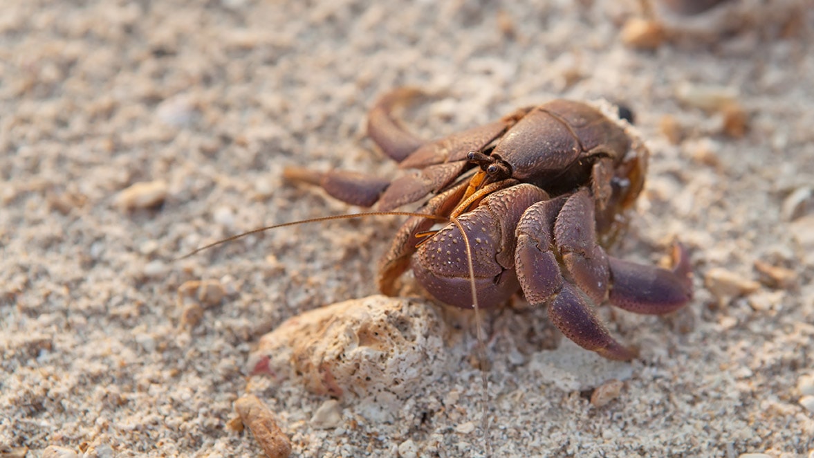 Has Your Hermit Crab Left Its Shell? Here’s What to Do! | Pet Keen