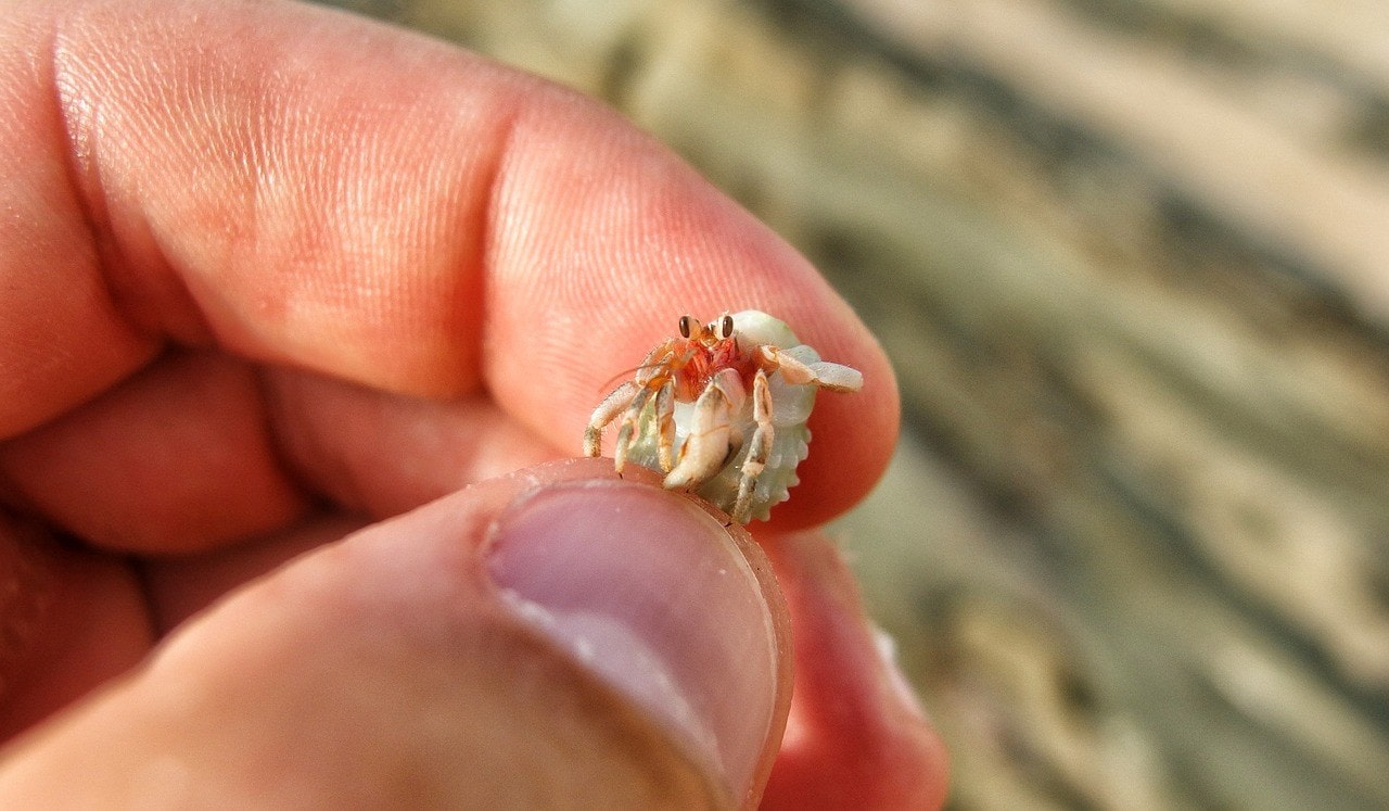 holding a hermit crab