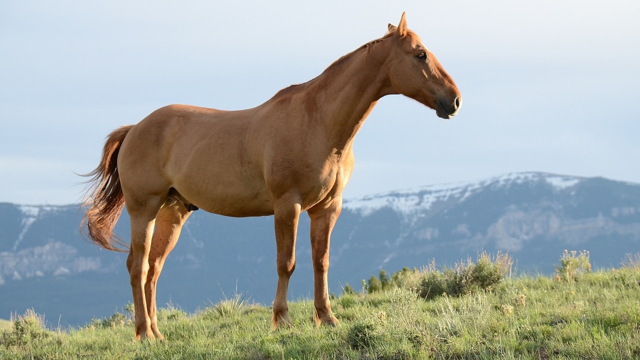 horse standing on grass