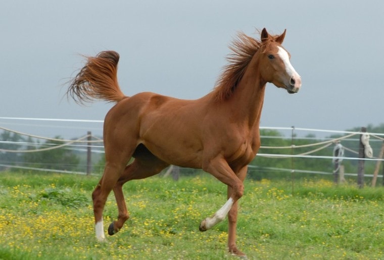horse walking on grass