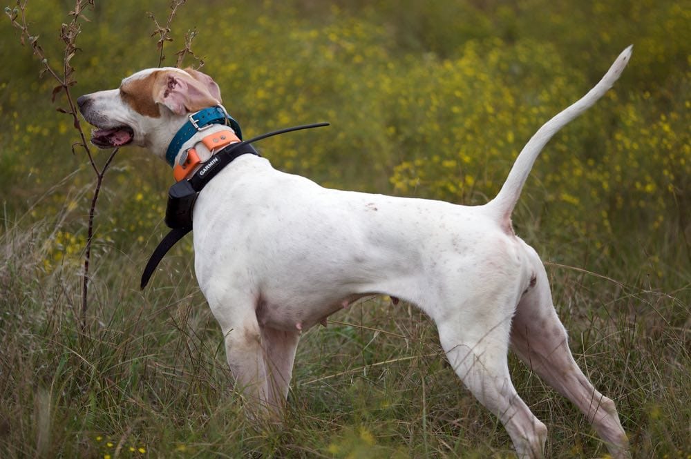 hunting dog with training collar