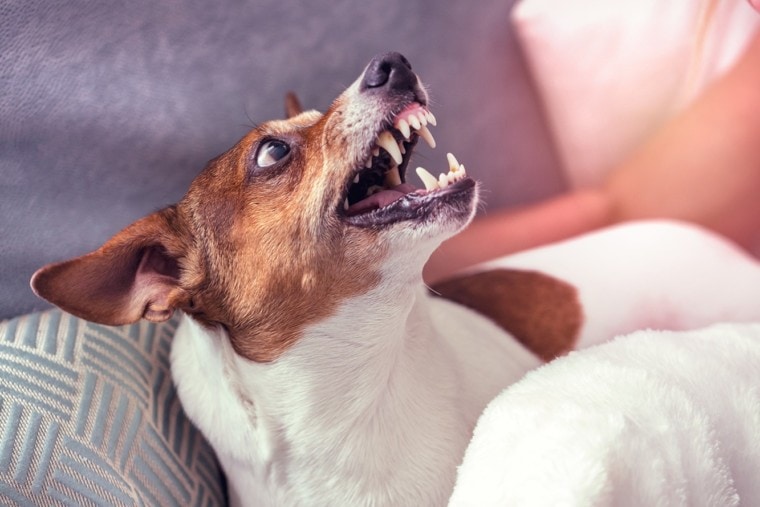 Jack Russell Terrier angry