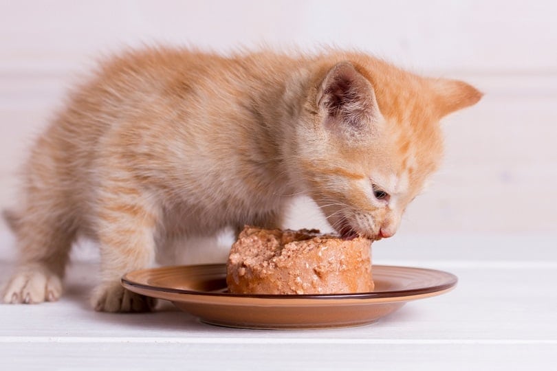 kitten eating wet food