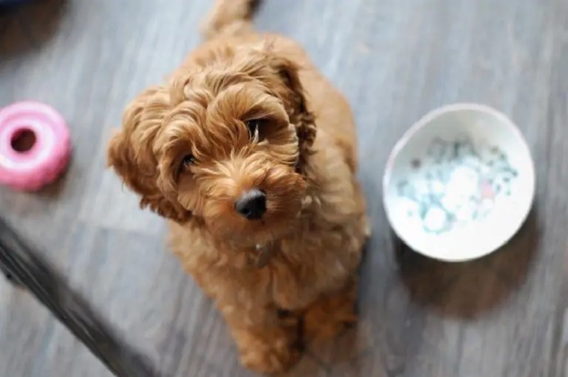 labradoodle puppy with dog bowl