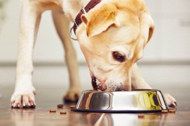 labrador retriever eating dog food