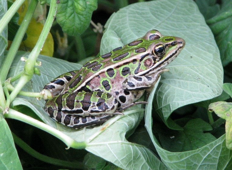 leopard frog on a plant