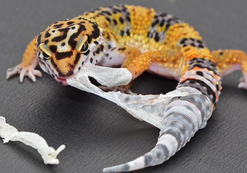 leopard-gecko-shedding_Landshark1_shutterstock