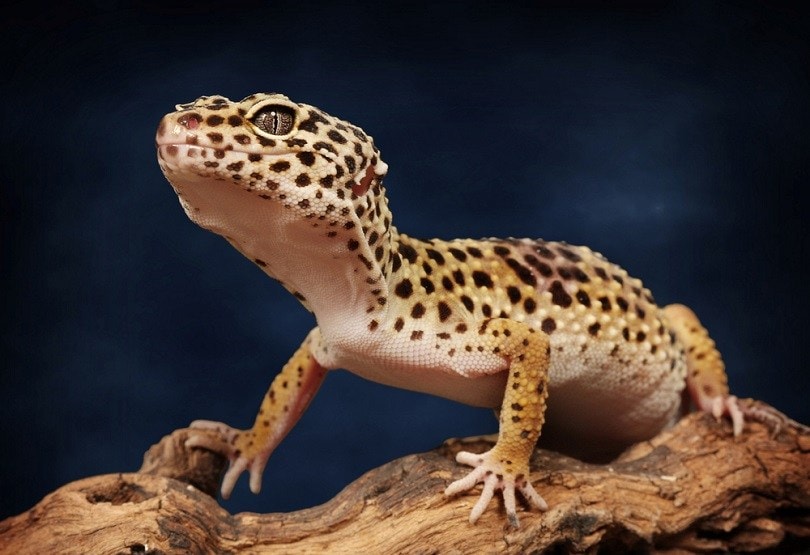 10 Fascinating & Fun Leopard Gecko Facts You Never Knew! | Pet Keen