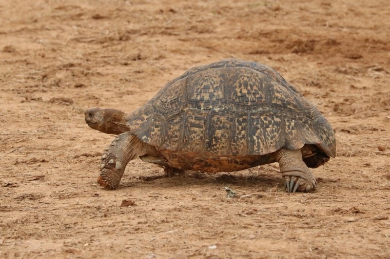 leopard tortoise walking