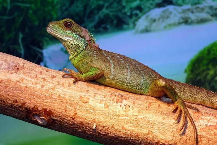 lizard on log