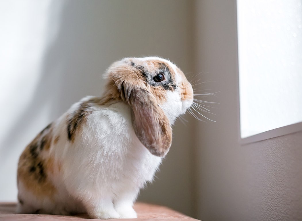 lop eared rabbit indoor