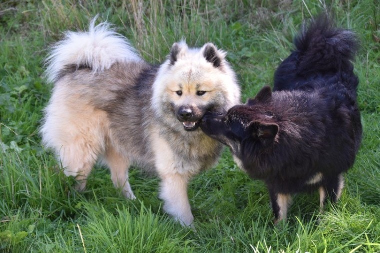 male and female Eurasier dogs