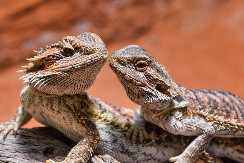 male-and-female-bearded-dragon_C.-Nass_shutterstock