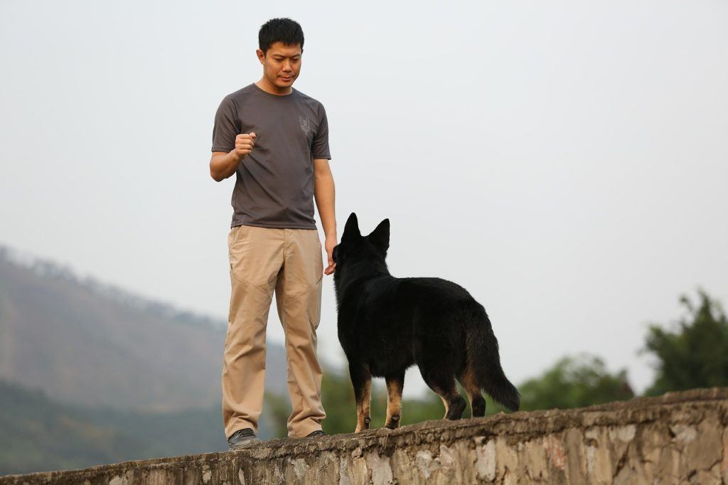 Treinamento de obediência para cães:dicas, truques e métodos