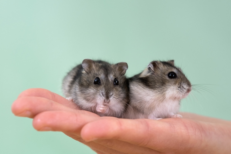 miniature jungar hamsters sitting on a woman's hands