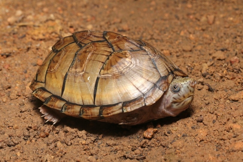 musk turtle_Vince Adam_Shutterstock