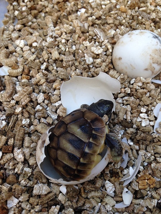 newly hatched turtle