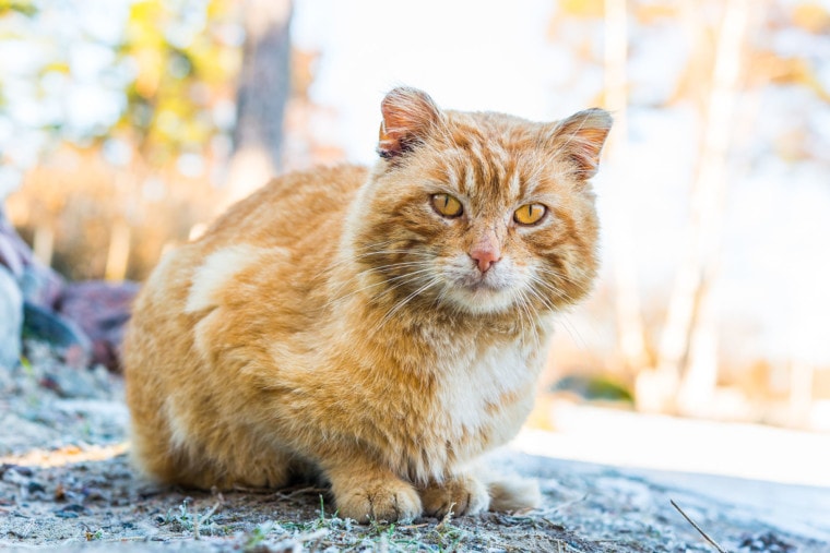 How to Keep Cats Out of Your Yard (5 Proven Methods)