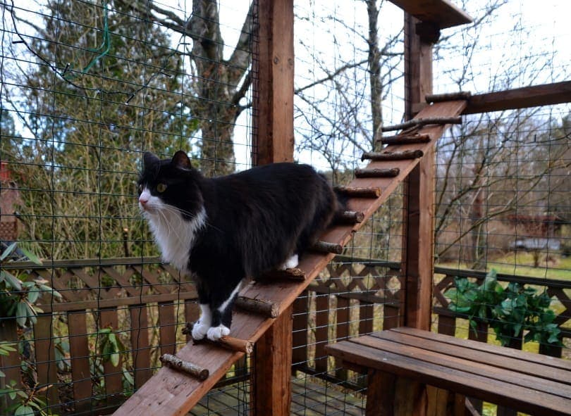 outdoor cat enclosure_SariMe_Shutterstock