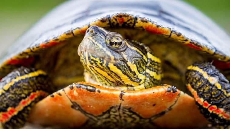 painted turtle front view