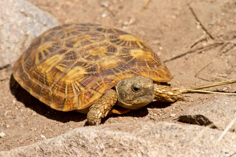 pancake tortoise_Nick Greaves_Shutterstock