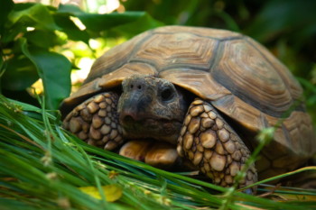 15 Best Plants for Tortoise Habitats (With Pictures) | Pet Keen