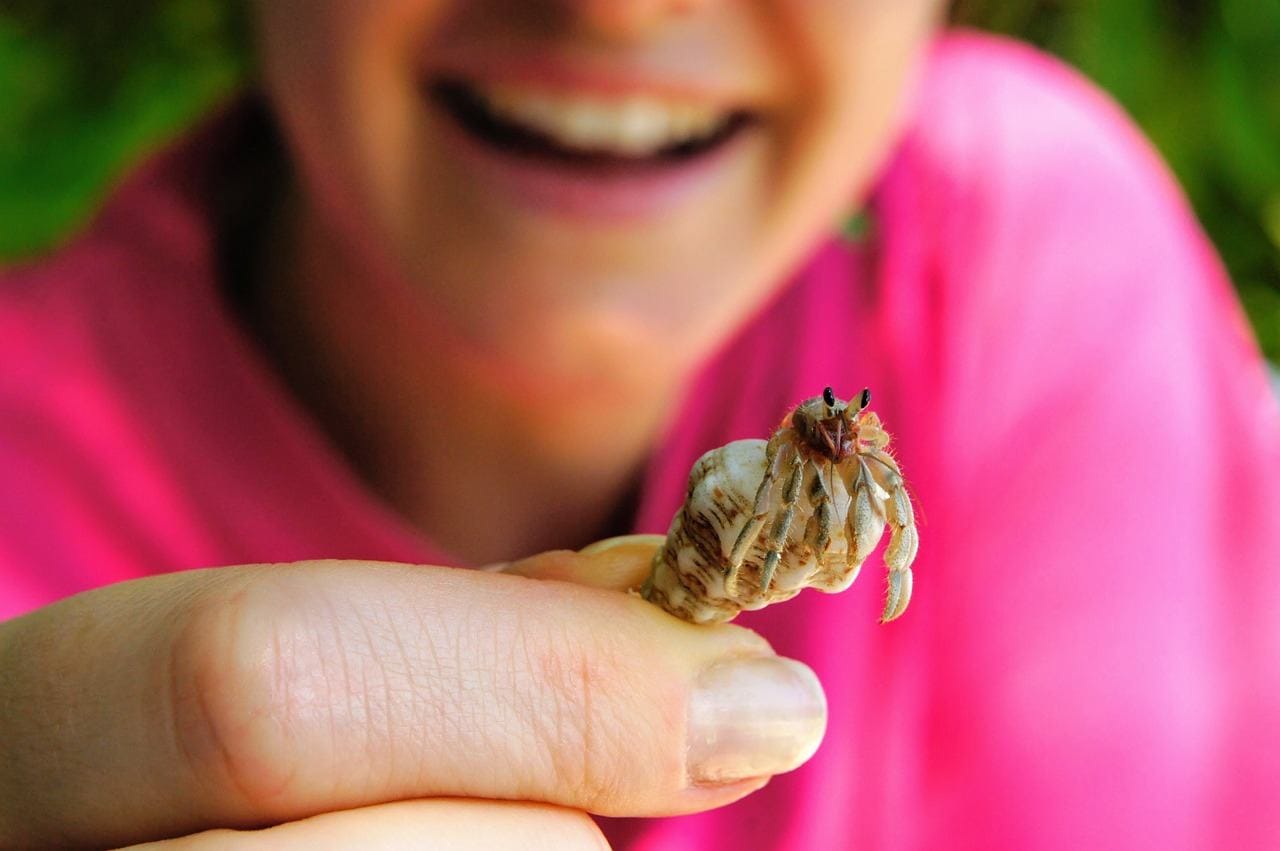 person holding a hermit crab
