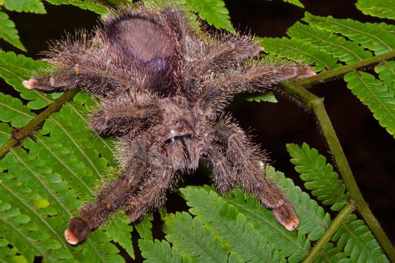 pink toe tarantula_Chesapeake Images_Shutterstock