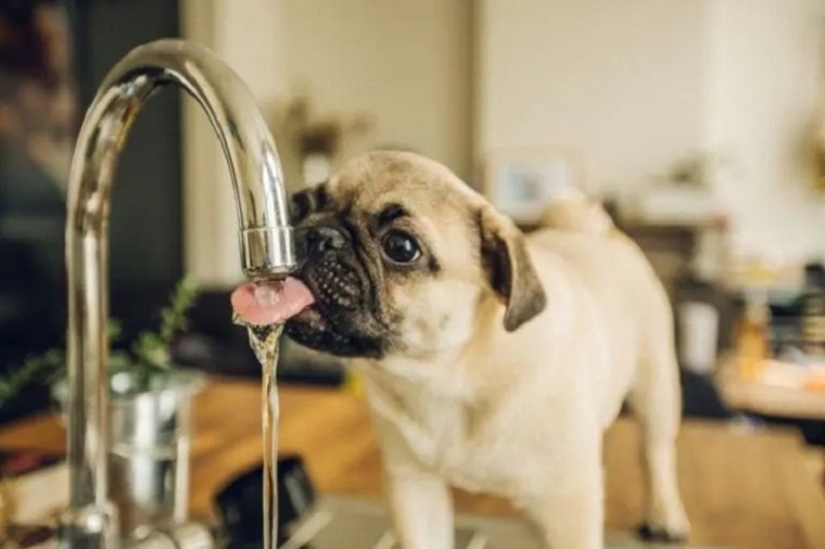 pug drinking water_shutterstock_wriemis