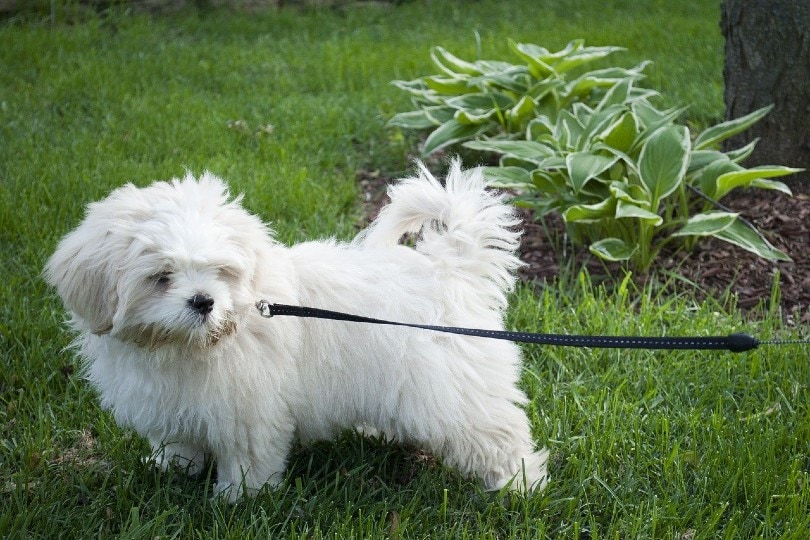puppy on a leash