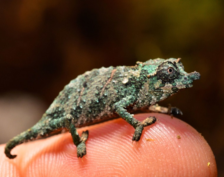 pygmy chameleon on finger