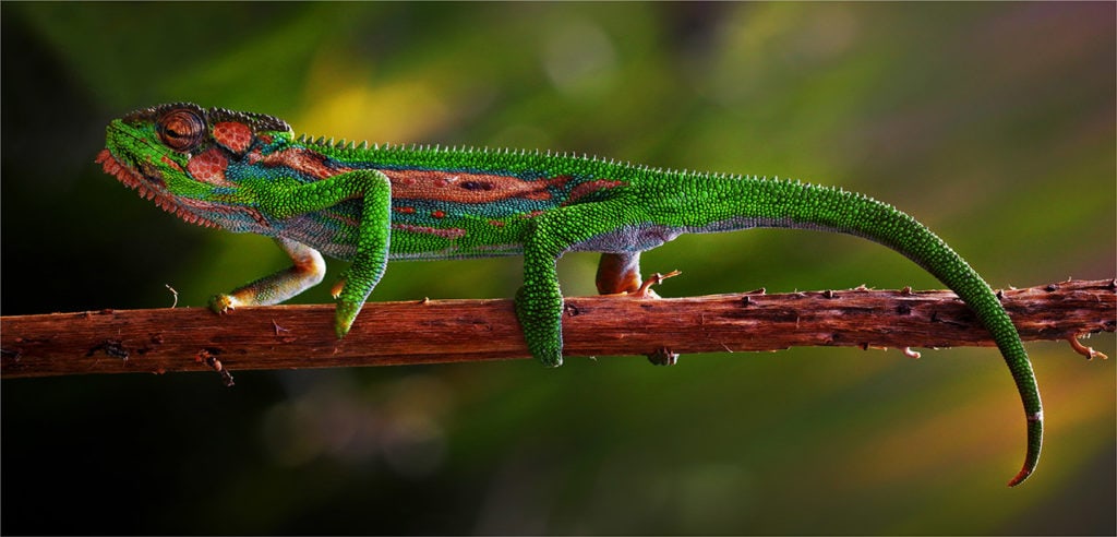 pygmy chameleon