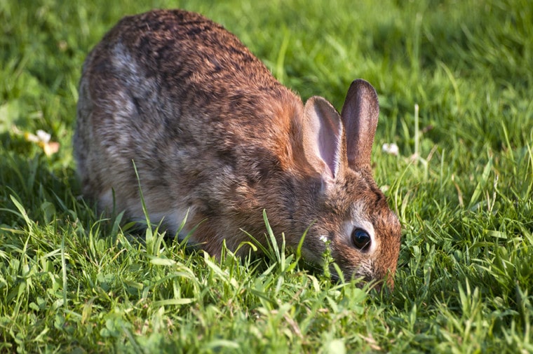 rabbit eating poop