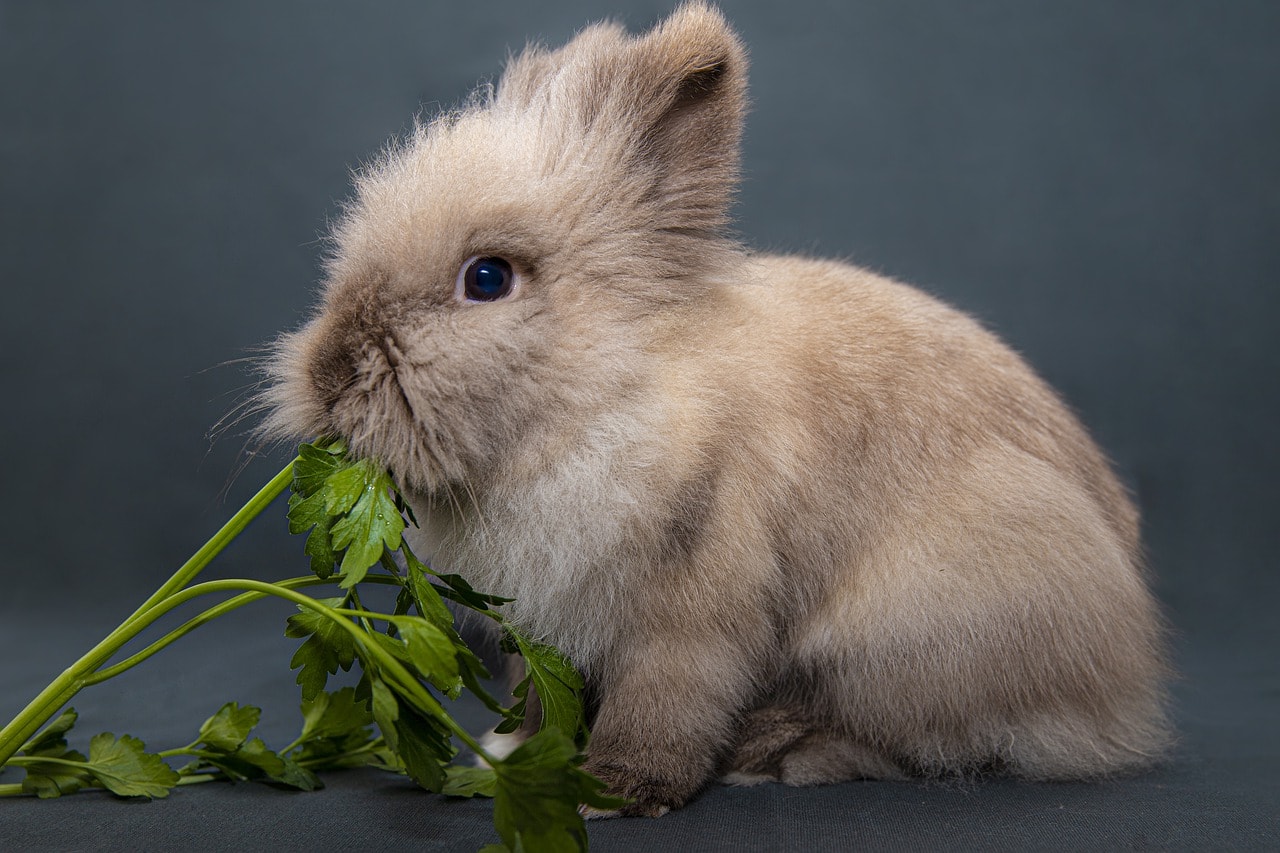 rabbit eating veggies