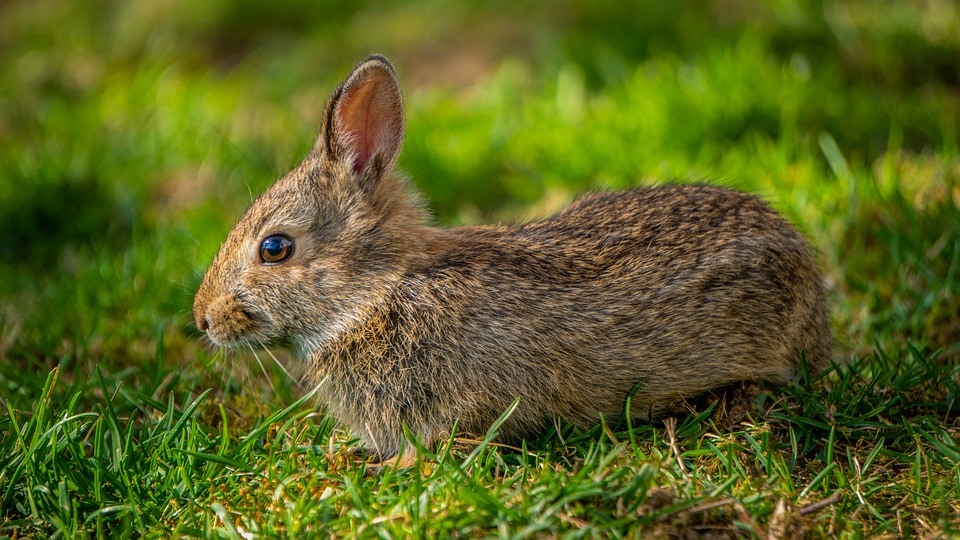 Are Rabbits Mammals? What You Need To Know! | Pet Keen