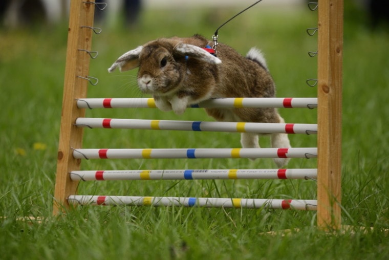 rabbit jumping_anitram_Shutterstock