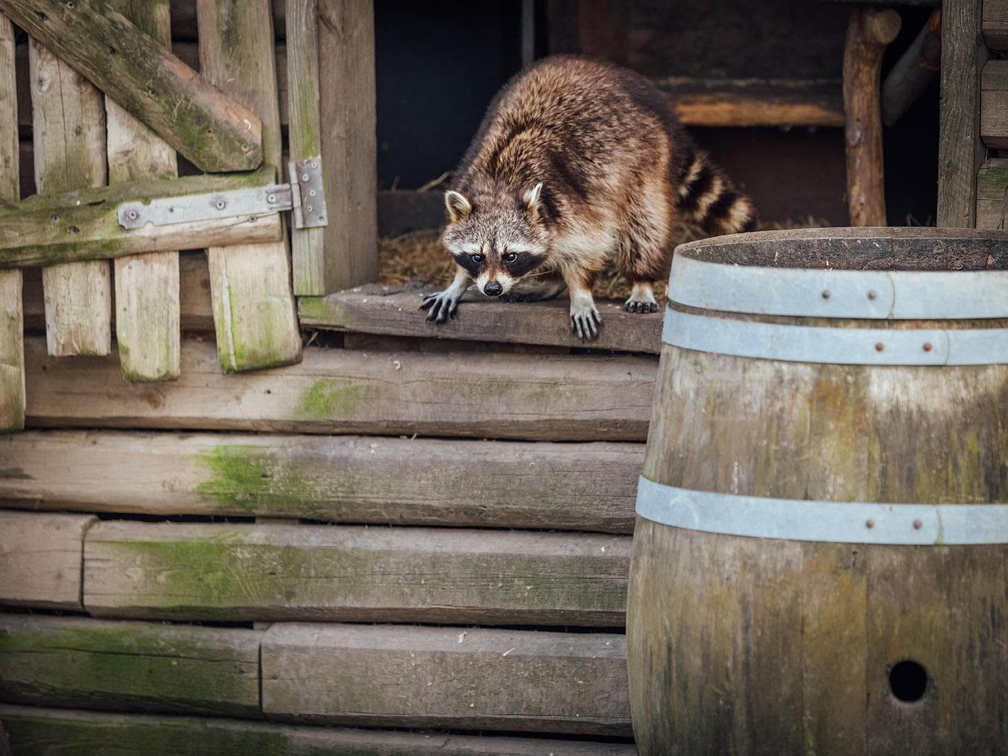 How to Keep Raccoons Out of Your Chicken Coop (2022 Guide) | Pet Keen