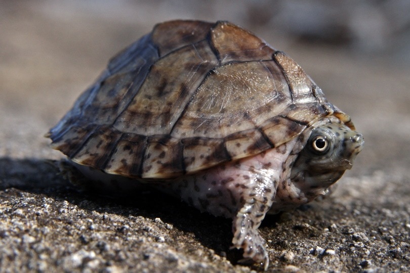 razorback musk turtle_Ryan M. Bolton_Shutterstock