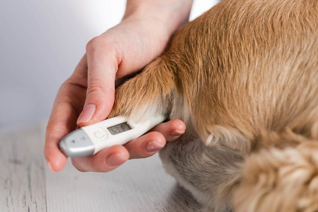 Finding the Best Thermometer for Dogs — All Pet Voices