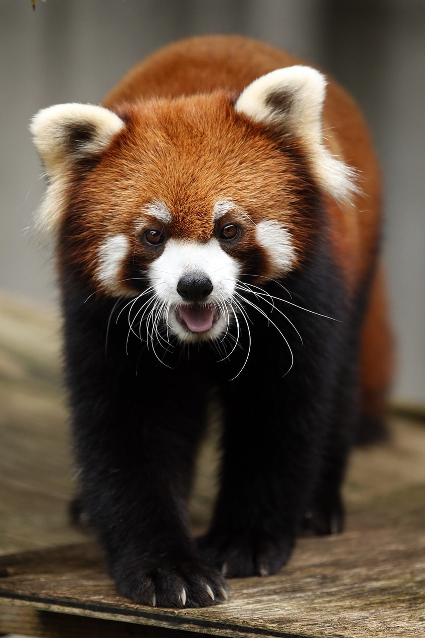 red panda walking