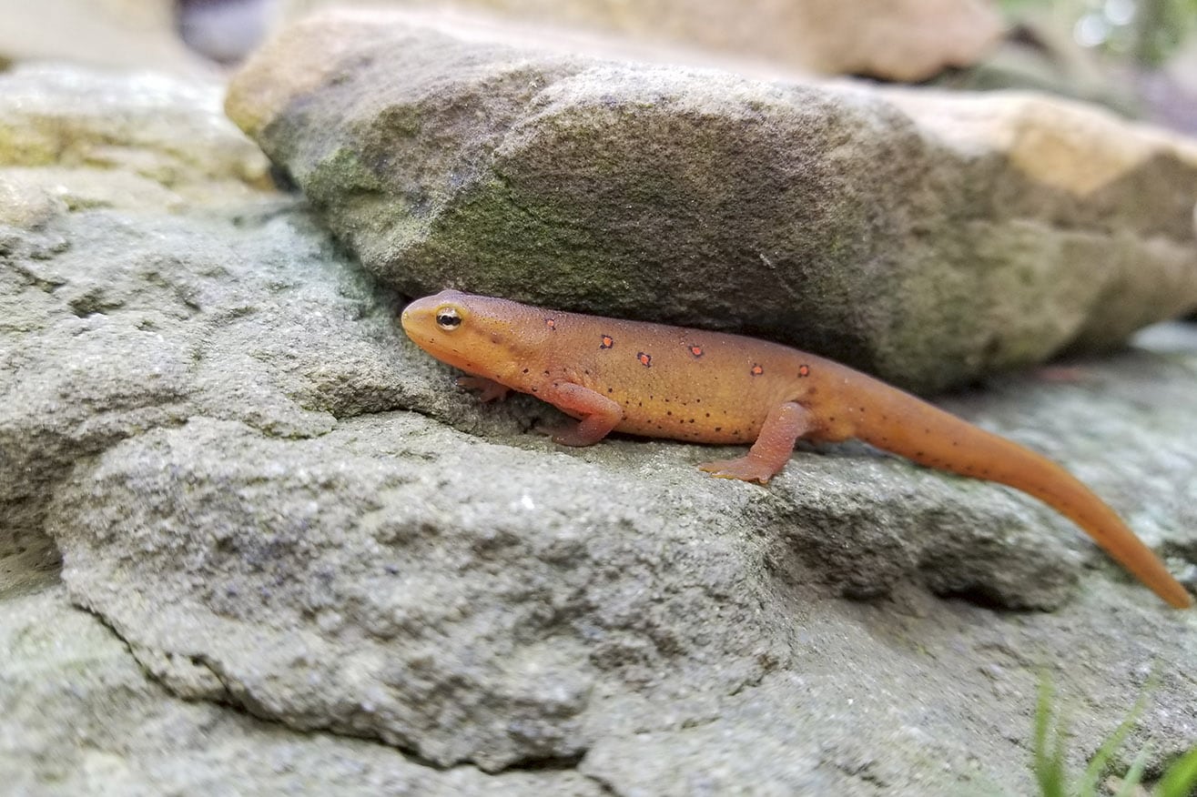 red spotted eastern newt